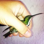 Joan Raney - @elitelsensk - Instagram