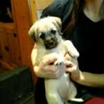 Amber Joan Rawson - @cute_kawaii_pug - Instagram
