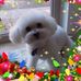 Joan White Schader - Facebook