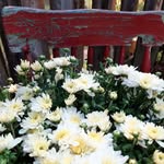 Joan Schooley - @family.schooley - Instagram