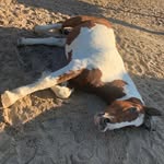 Joan Schreiber - @schreiber2574 - Instagram