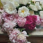 Joan Schultz - @jmsatlast - Instagram