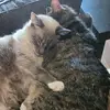 joan shields - @joanyjoan123 - TikTok