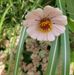 Joan Siebert - Facebook