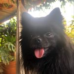 Joana Dark - @joana.dark.spitz - Instagram
