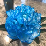 Joan Squires - @joansquires - Instagram