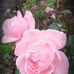 Joan Stanley - Facebook