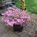 Joan Stapleton - Facebook