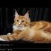 Joan Stapleton - Facebook