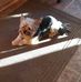 Joan Strauser - Facebook
