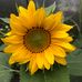 Joan Stuckey - Facebook