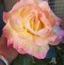 JoAnn Sturm - Facebook