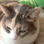 Kaylee Joan Trout - @onedirectionlover2543 - Instagram