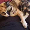 boobookitty - @joannewendt6 - TikTok