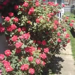 Joann Westbrook - @joannwestbrook - Instagram