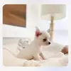 joanwhitehead8 - @joanwhitehead8 - TikTok