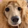 JoanWhitehead - @louvejxa726 - TikTok