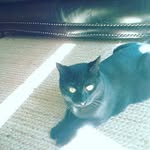 joanie collins - @pepper_the_fun_cat - Instagram