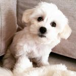 Joanie Jones 🐾 - @joaniethedog - Instagram