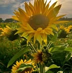 Joan Andrews - Facebook
