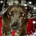 Jo Ann Beard - Facebook