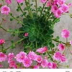JoAnn Beard - @jos4gboys - Instagram
