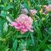 Joann Browning - Facebook