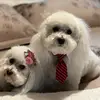 JoAnn Chavez - @joann.chavez3 - TikTok