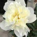 Joann Compton - @primrosesinspring - Instagram