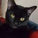Joann Crowe - @joanycatzlady88 - Instagram