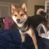 Joan Darden - @tacojoanie - TikTok