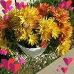 Joann Derryberry - @joannderryberry - Instagram
