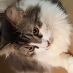 Jo-Ann Dougherty - @joanndough590 - Instagram