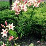 Jo Ann Eddy - @joann9924 - Instagram