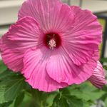 JoAnn Erickson - @joannminn14 - Instagram