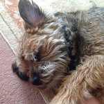 Joan Fairchild - @butziedog2 - Instagram