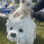 Jo-Ann Finney MacTal Kennels - @wpgwestiesmactal - Instagram