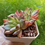 Joann Foo - @joann.foo87 - Instagram