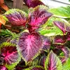 JoAnn's Garden - @joanns_garden - TikTok