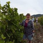 Joanna Goodman - @joannagoodman4wine - Instagram