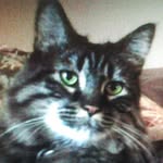 JoAnn Greco - @happytabby2 - Instagram