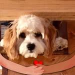 JoAnn Greco Chizmar - @joannchizmar - Instagram