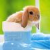 Joann Greene - Facebook