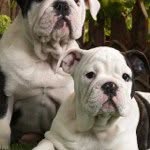 JoAnne Grimaldi - @allmygrandkids123 - Instagram