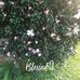 JoAnn Guthrie - Facebook