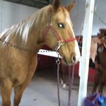 Joann Hanson Barnes - @joannhansonbarnes - Instagram