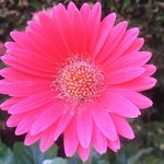 Jo_H_36PN - @joanne.harrington.31 - Instagram