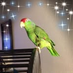 Joan Harwell - Facebook