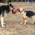 Joanne Henning - @pawprojo - Instagram