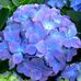 JoAnn Hoff - Facebook